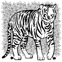 /album/bludiste1/tygr-jpg1/